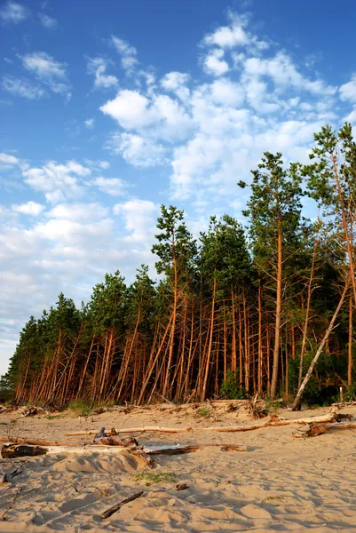 Skog vid havet — Stockfoto