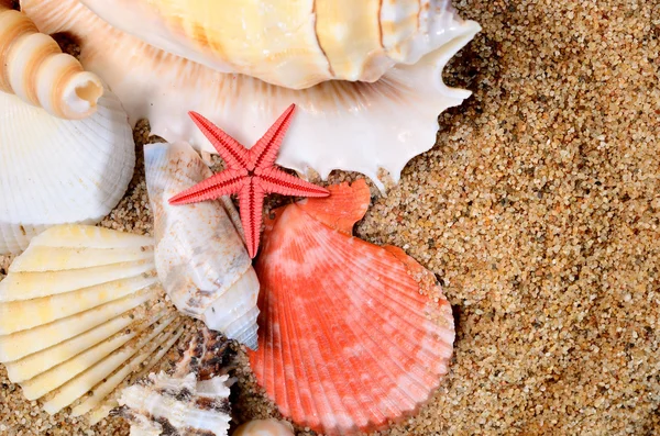 Sea star and shells on the sandy beach — Stock Photo, Image