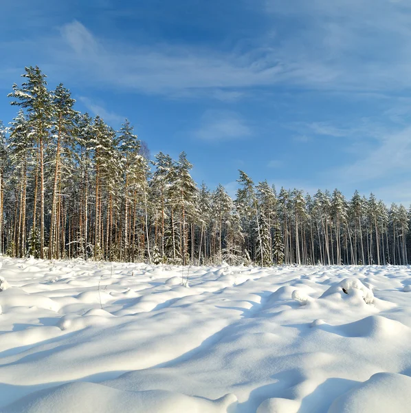 Nieve cubierto de sol invierno paisaje panorama —  Fotos de Stock