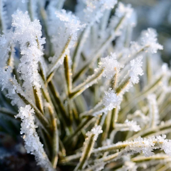 Pijnboom bedekt met hoar-frost — Stockfoto