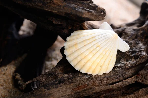 Concha do mar em madeira de casca na praia — Fotografia de Stock