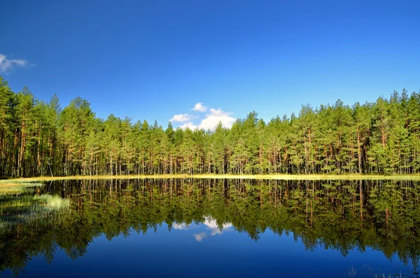 Озеро в лесу с отражением — стоковое фото