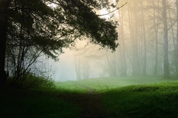 Dimma i skogen — Stockfoto