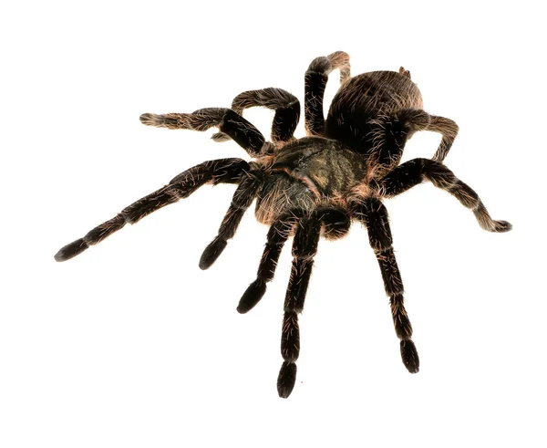 Albopilosum brachypelma μαύρο σγουρά μαλλιά tarantula απομονωθεί — Φωτογραφία Αρχείου
