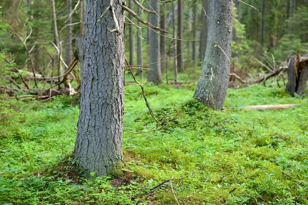 Donker dennenbos — Stockfoto