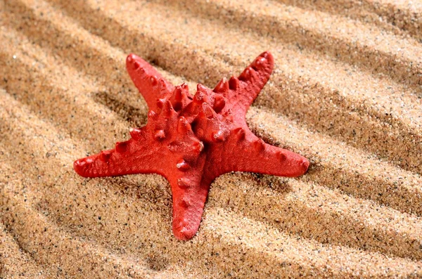 Sea star on the sandy beach — Stock Photo, Image