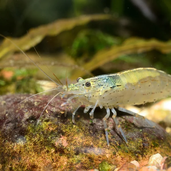 Exotische zoetwatergarnalen in aquarium — Stockfoto