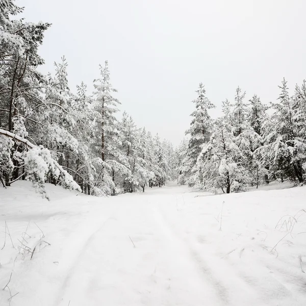 Väg- och rimfrost på träden på vintern — Stockfoto