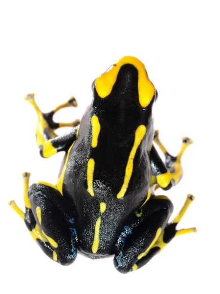 Amarillo teñido rana dardo Dendrobates tinctorius allanis aislado en blanco —  Fotos de Stock