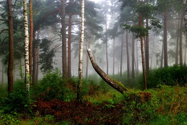 Un bosque del norte en niebla. Letonia — Foto de Stock