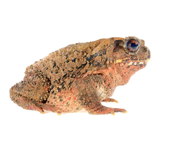 Bony-headed toad Ingerophrynus galeatus isolated on white — Stock Photo, Image