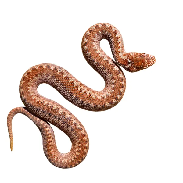 Serpente víbora comum isolado em branco — Fotografia de Stock