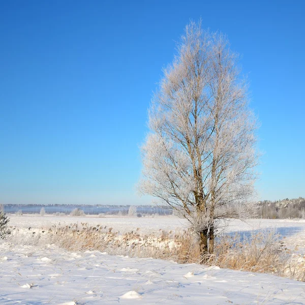 Blick auf die Winterlandschaft — Stockfoto