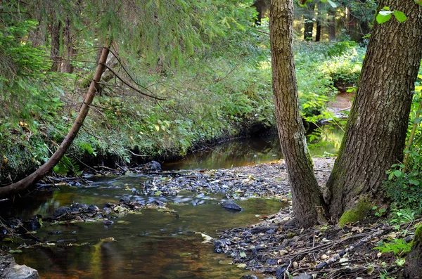 Las rzeka scena — Zdjęcie stockowe
