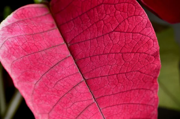 Pembe yaprak yakın çekim — Stok fotoğraf