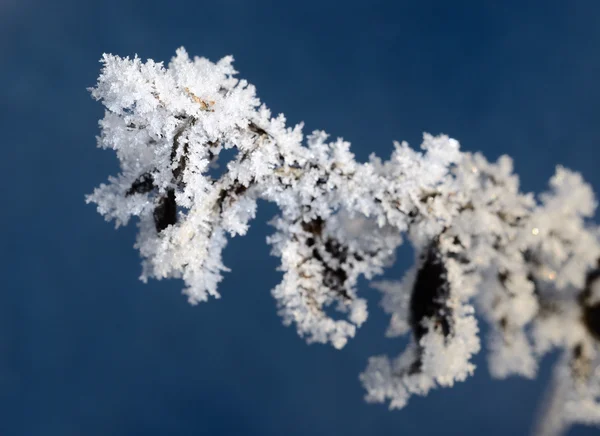 Казан-мороз на рослинах взимку — стокове фото