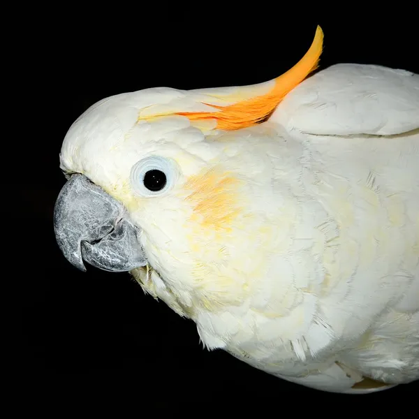 Loro blanco sobre fondo negro —  Fotos de Stock