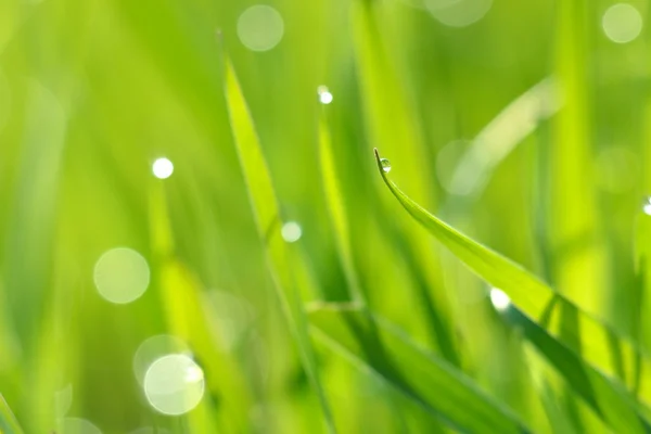 Grama verde fresca com gotas de água close-up — Fotografia de Stock
