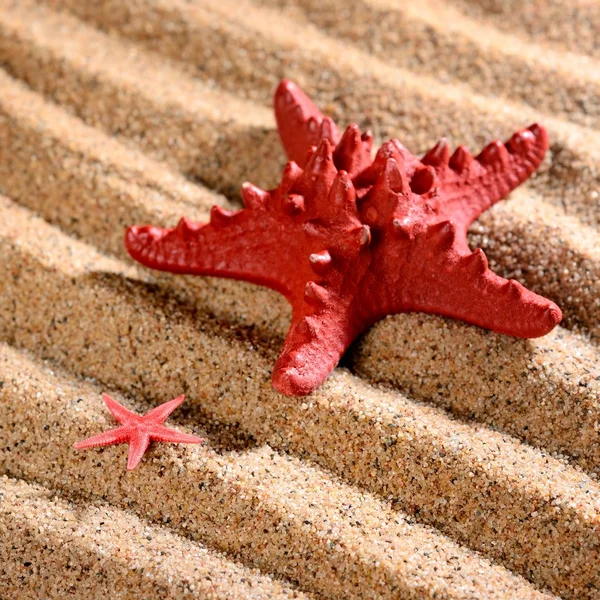 Two sea stars on the sandy beach — Stock Photo, Image