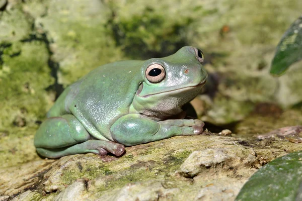 Colorful frog in terrarium — Stock Photo, Image