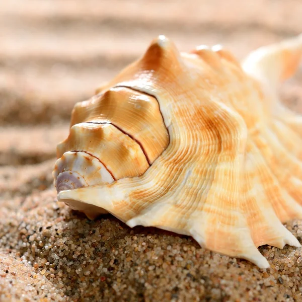 Sea shell on the sandy beach — Stock Photo, Image