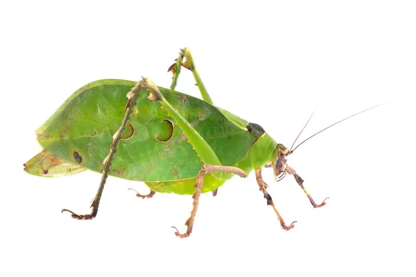 Green giant katydid Ancylecha fenestrate isolated — Stock Photo, Image