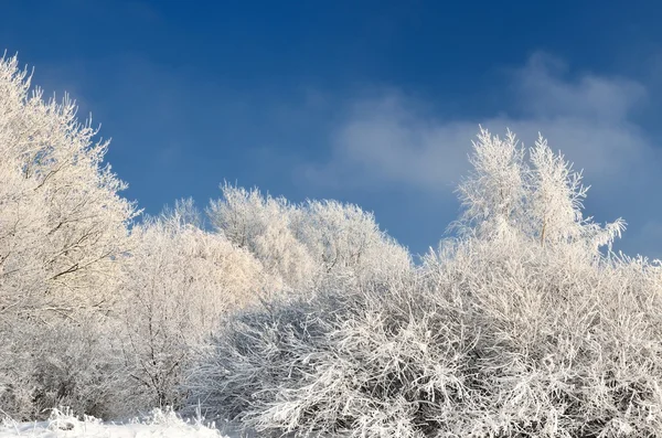 Πλήρωση κούπα τσαγιού που απομονώνονται σε μαύρο木の上で冬霜霜 — ストック写真