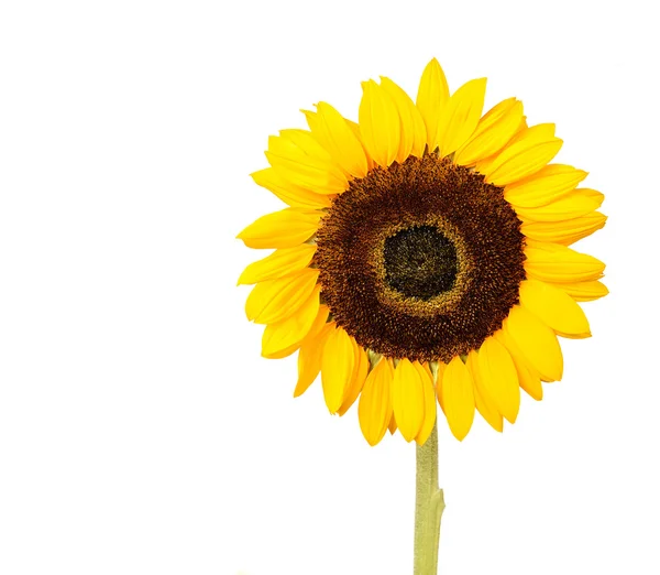 Sunflower isolated on white with copyspace — Stock Photo, Image