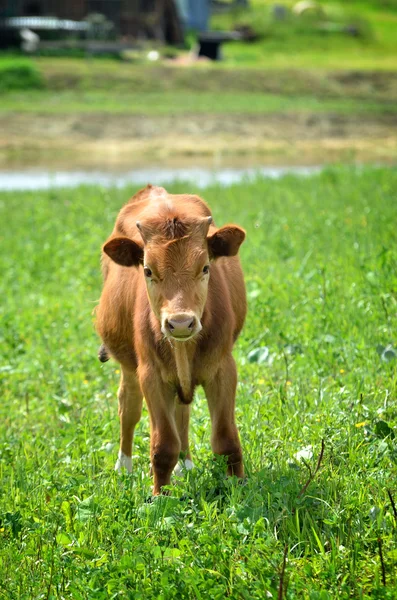 Calf at the green filed — Stock Photo, Image