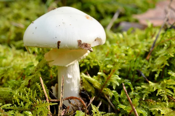 Pilz im Wald — Stockfoto