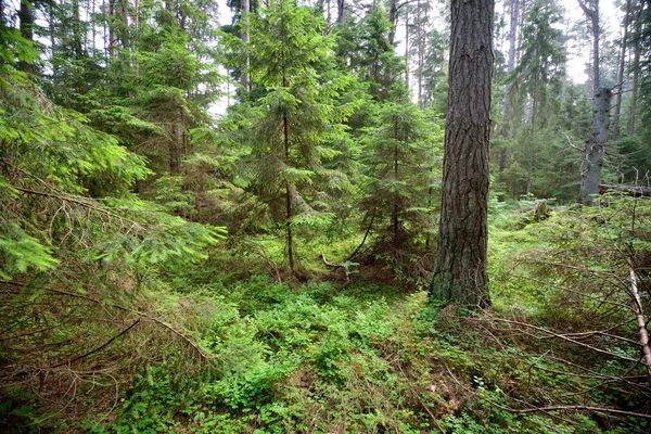 Dark pine forest scene — Stock Photo, Image