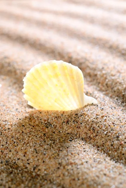 Морская раковина на песчаном пляже — стоковое фото