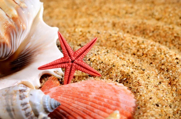 Deniz yıldızı ve kabukları kumlu plaj — Stok fotoğraf