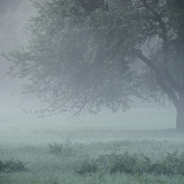 Mystische Baumsilhouette im Nebel — Stockfoto