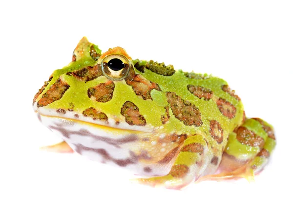 Ceratophrys ornata de rã-chifre ornamentado isolado em branco — Fotografia de Stock