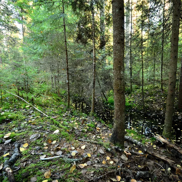 Small river in a dark pine forest scene — Stock Photo, Image