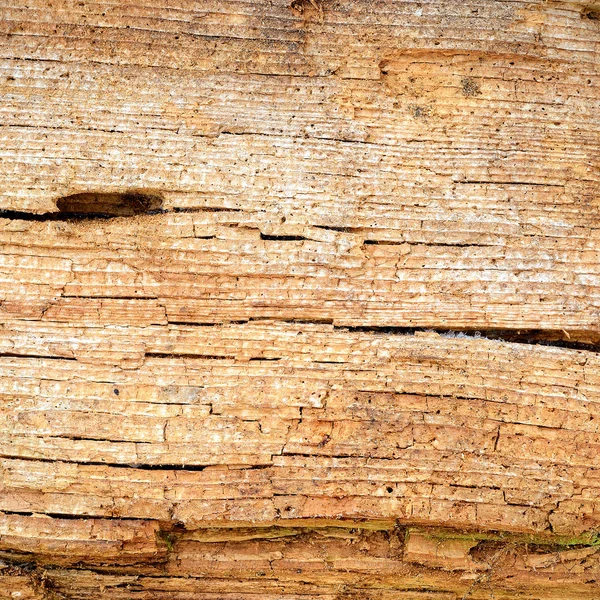 Wooden cork. Tree bark texture. — Stock Photo, Image