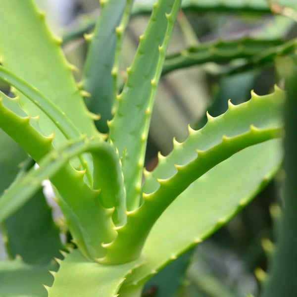 Aloe närbild — Stockfoto