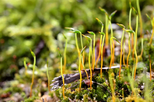 Close-up of a colorful moss with spores — Stock Photo, Image