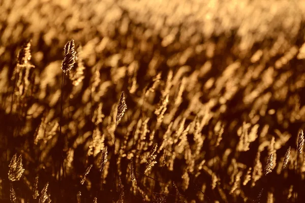 Phragmites plant at the sunrise — Stock Photo, Image