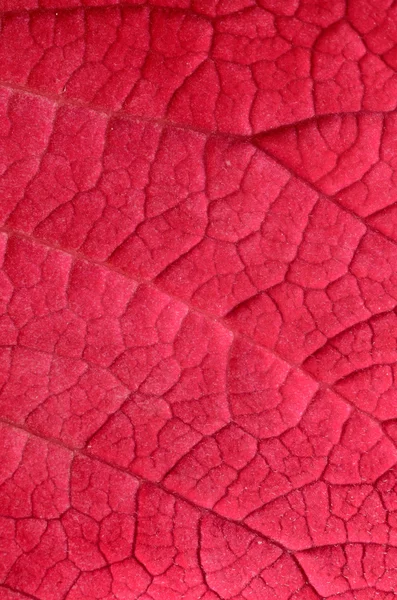 Pink leaf close-up — Stock Photo, Image
