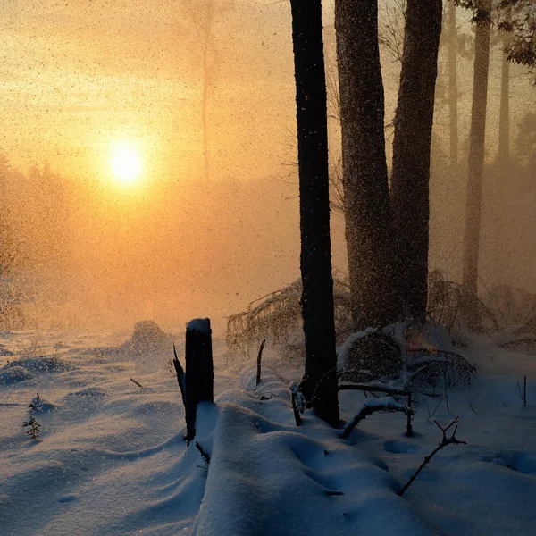 Falling snow in winter forest at the sunset — Stock Photo, Image