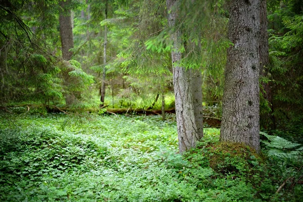 Scène de forêt de pins foncés — Photo