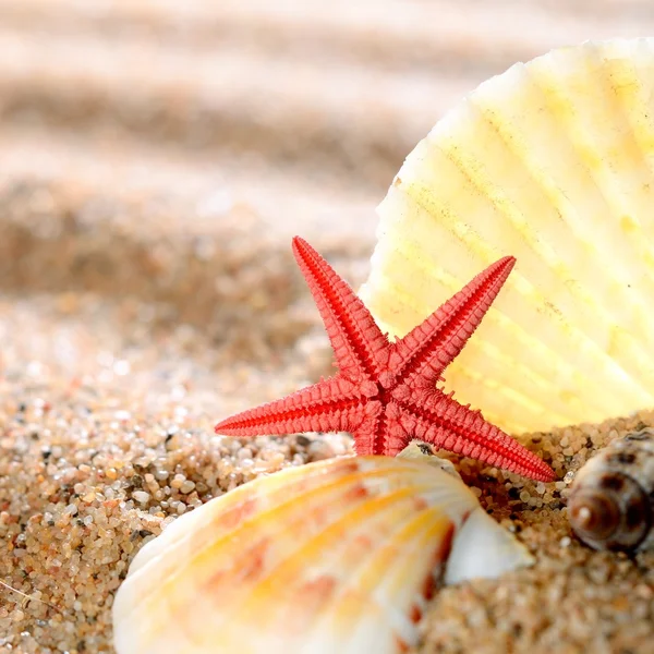 Sea star and shells on the sandy beach — Stock Photo, Image