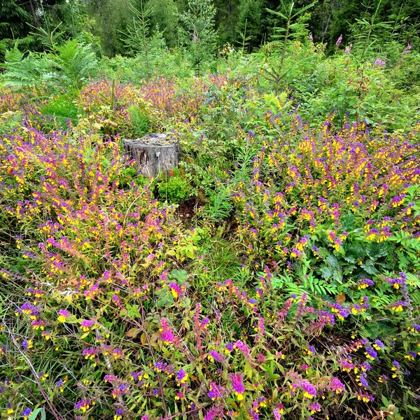 Leśne kwiaty Pszeniec gajowy — Zdjęcie stockowe