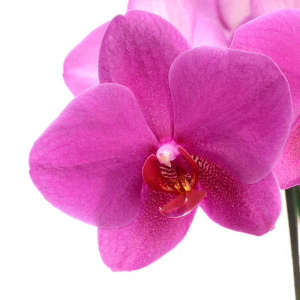 Flor de orquídea rosa oscuro primer plano aislado en blanco — Foto de Stock