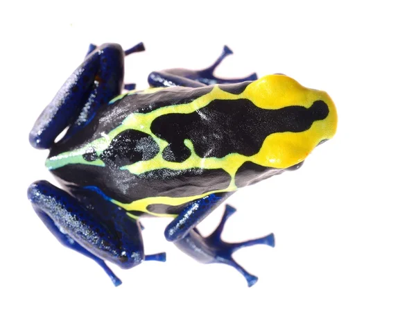 Sapo de dardo tingimento azul Dendrobates tinctorius isolado em branco — Fotografia de Stock