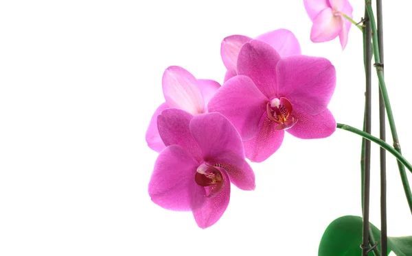 Sötét rózsaszín orchidea virágot közelről elszigetelt fehér — Stock Fotó