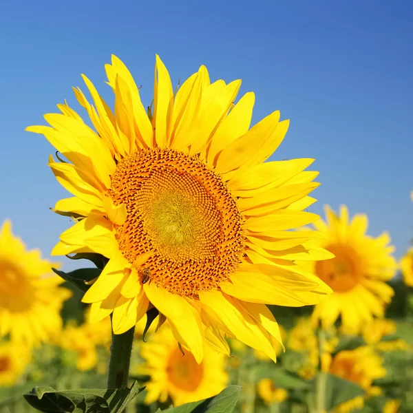 Girasoli nel campo — Foto Stock