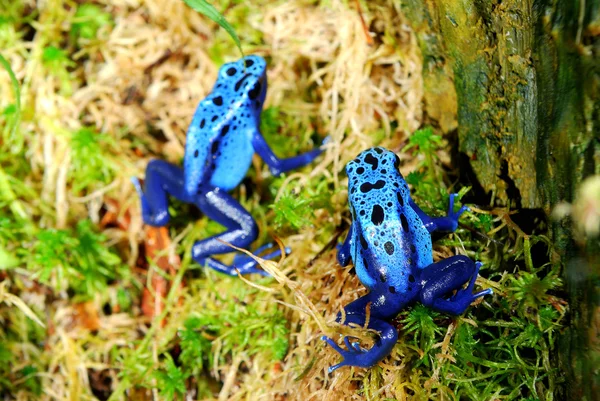 Colorful blue frog Dendrobates tinctorius — Stock Photo, Image